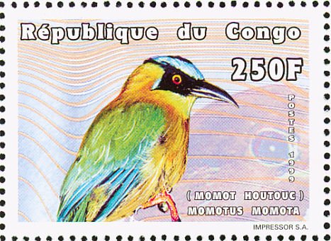 Amazonian Motmot (Momotus momota)