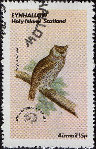 Owls - Scops-eared Owl