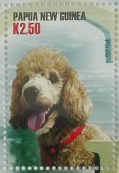 Poodle