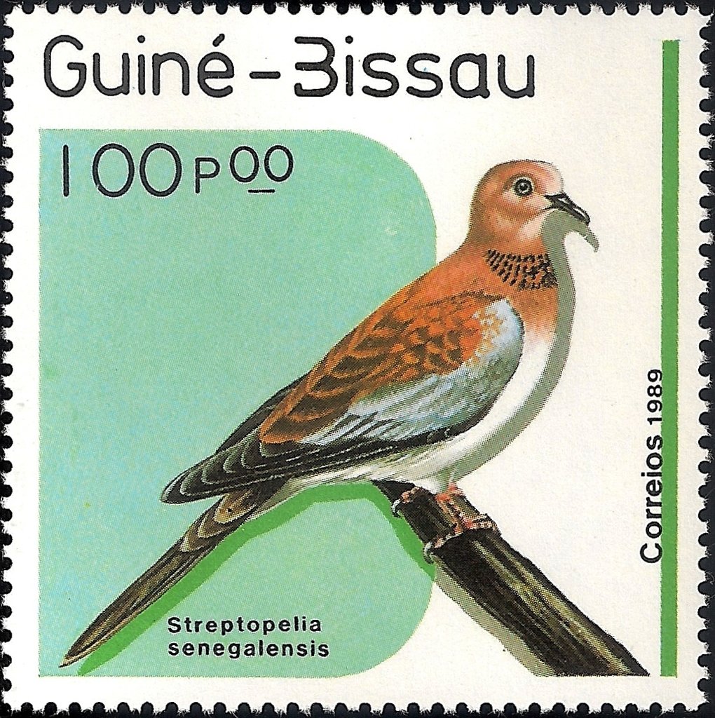 Laughing Dove (Streptopelia senegalensis)