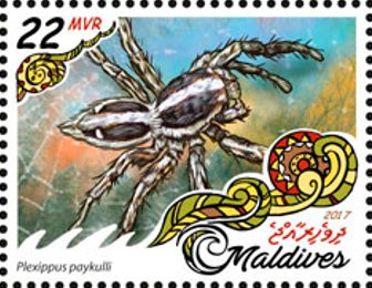 Plexippus paykulli