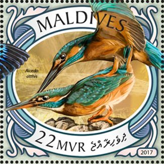 Alcedo atthis