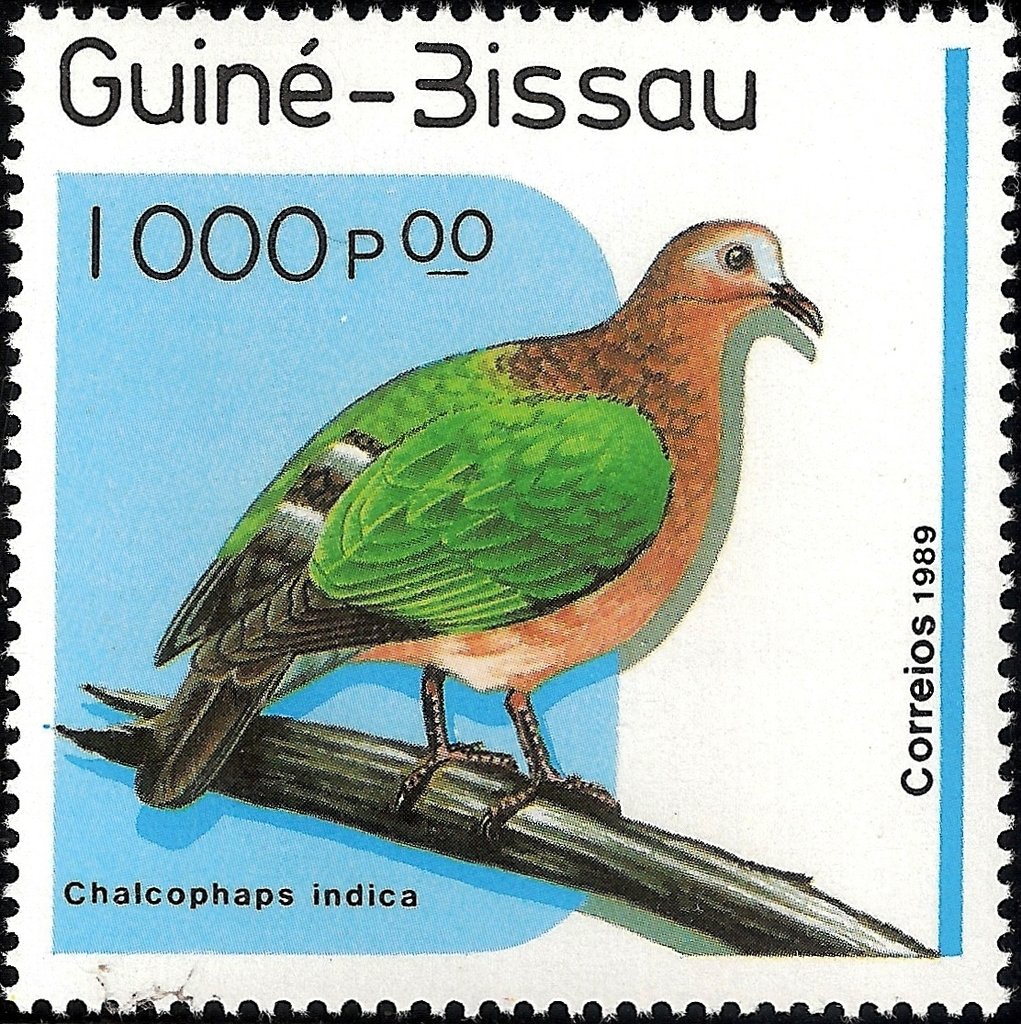 Common Emerald Dove (Chalcophaps indica)