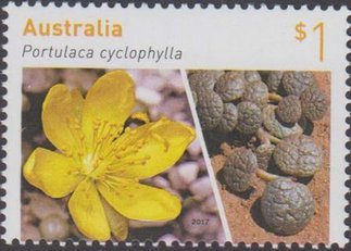 Portulaca Cyclophylla