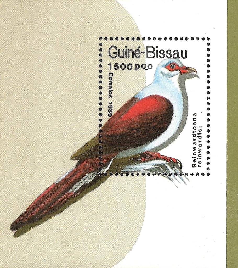 Great Cuckoo-dove (Reinwardtoena reinwardti)