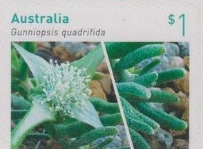 Gunniopsis Quadrifida