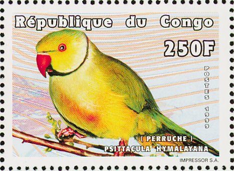 Rose-ringed Parakeet (Psittacula krameri)