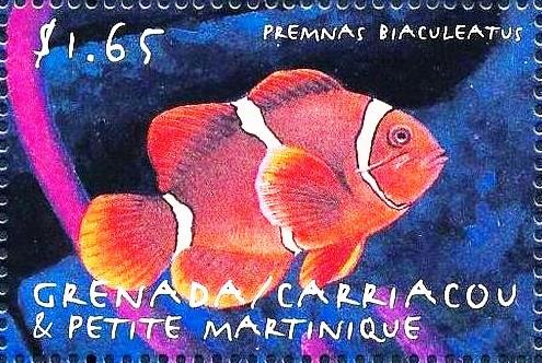 Premnas biaculeatus