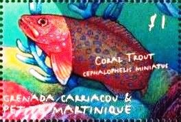 Coral trout