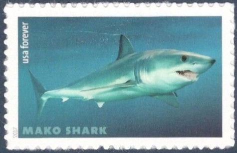 Mako Shark