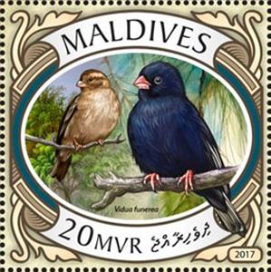 Stamp, Vidua funerea, Maldives,  