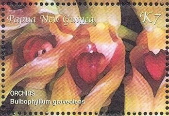 Bulbophyllum graveolens