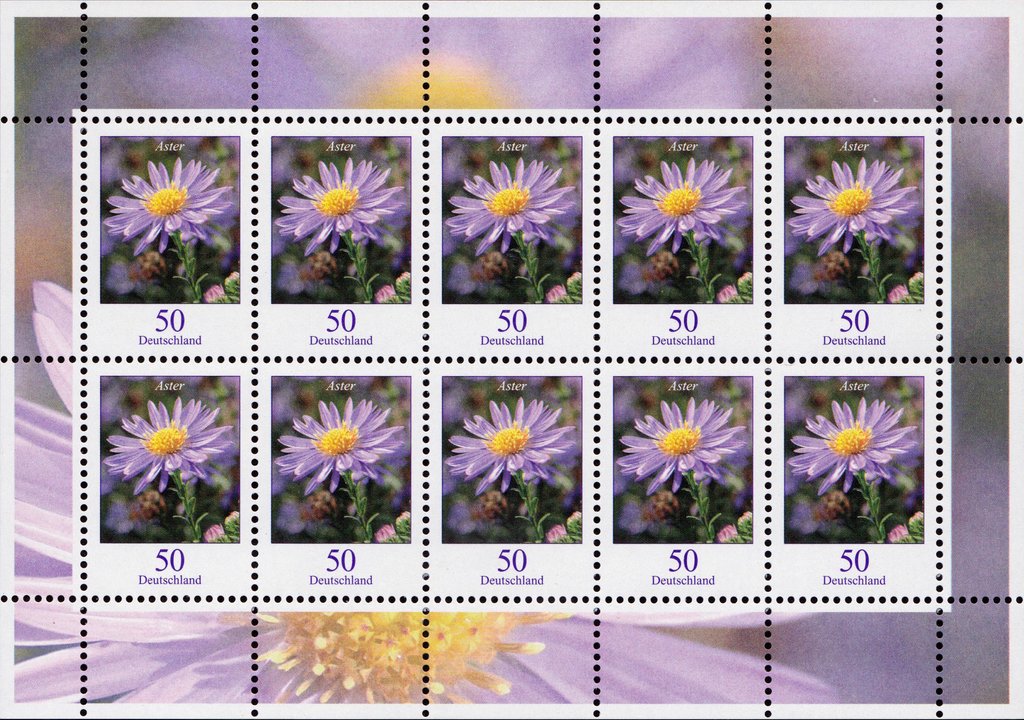 Autumn Aster