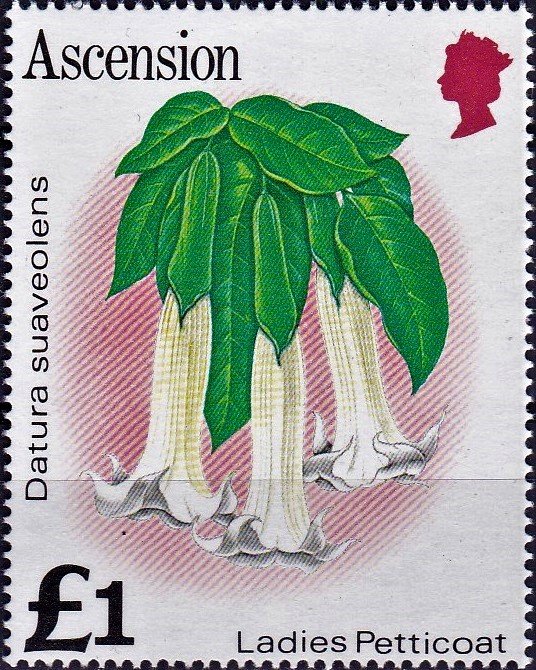 Ladies Petticoat (Datura suaveolens)