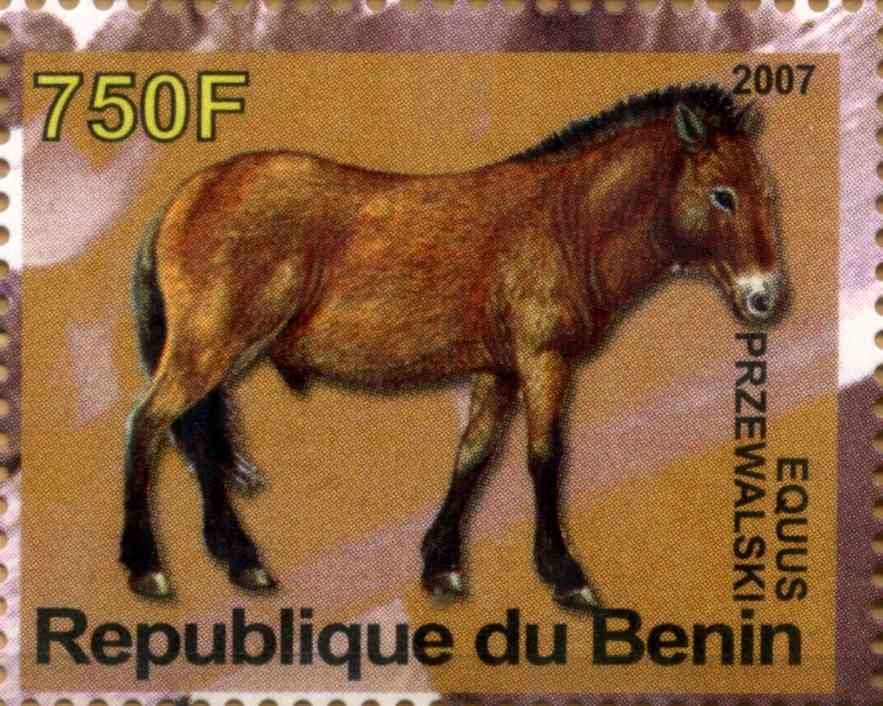 Equus Przewalski