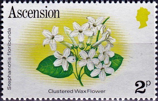 Clustered Wax Flower (Stephanotis floribunda)