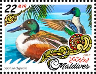 Stamp, Spatula clypeata, Maldives,  