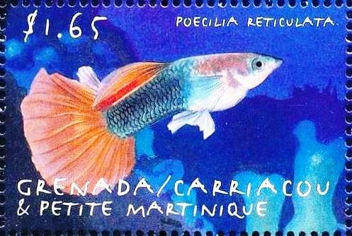 Poecilia reticulata