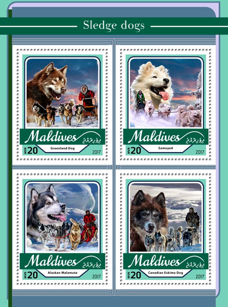 Sledge dogs