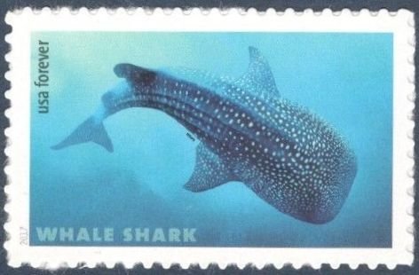 Whale Shark