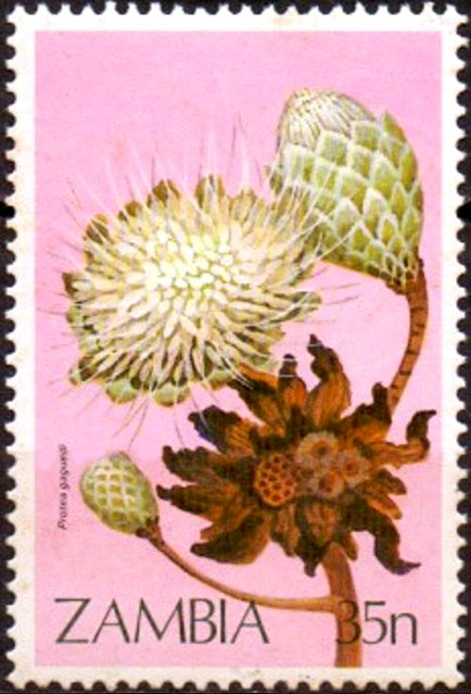 Protea gaquedi