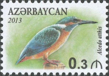 Common Kingfisher (Alcedo atthis)