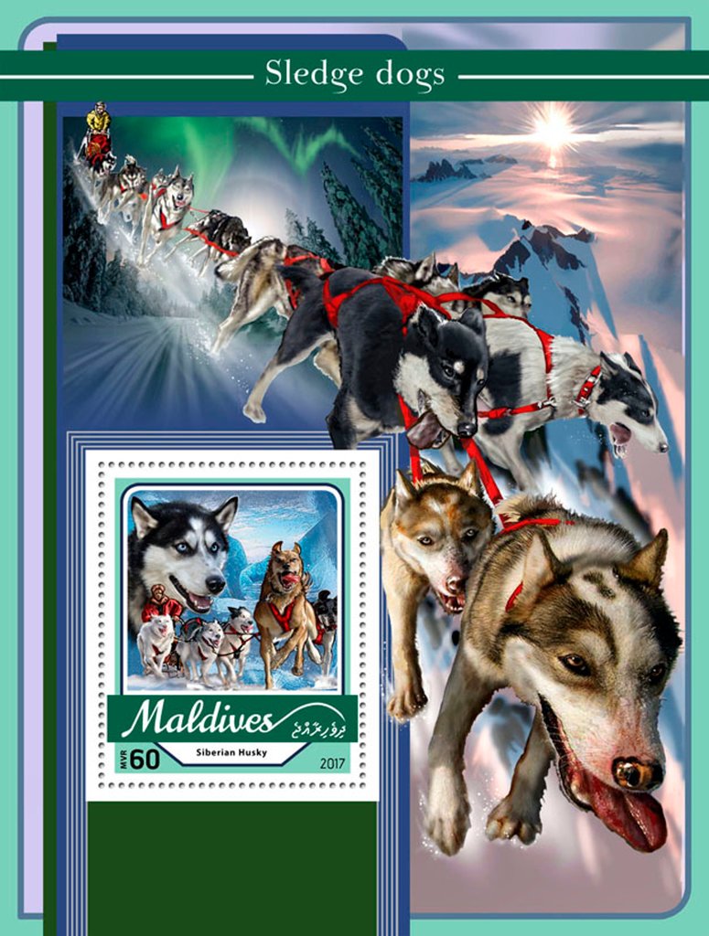 Sledge dogs