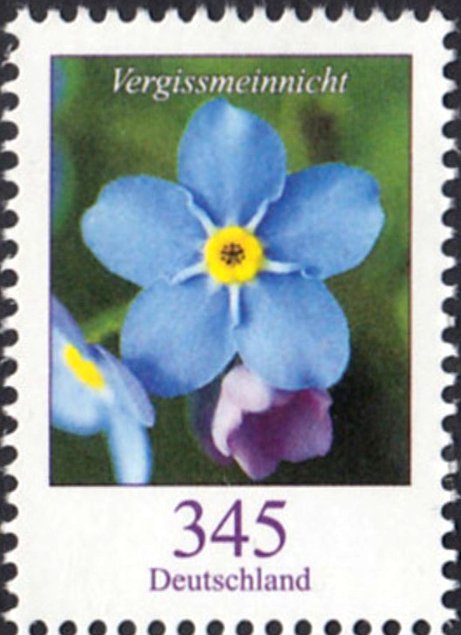Myosotis