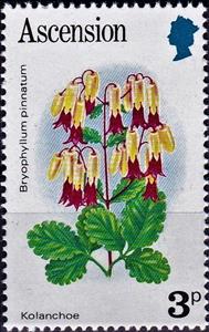 Stamp, Kolanchoe (Bryophyllum pinnatum), Ascension Island,  , Flowers, Plants (Flora)
