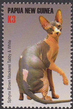 Sphynx Brown