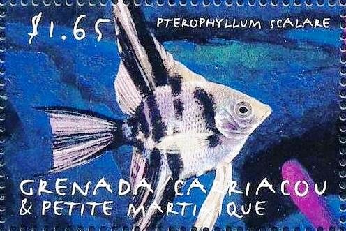 Pterophyllum scalare