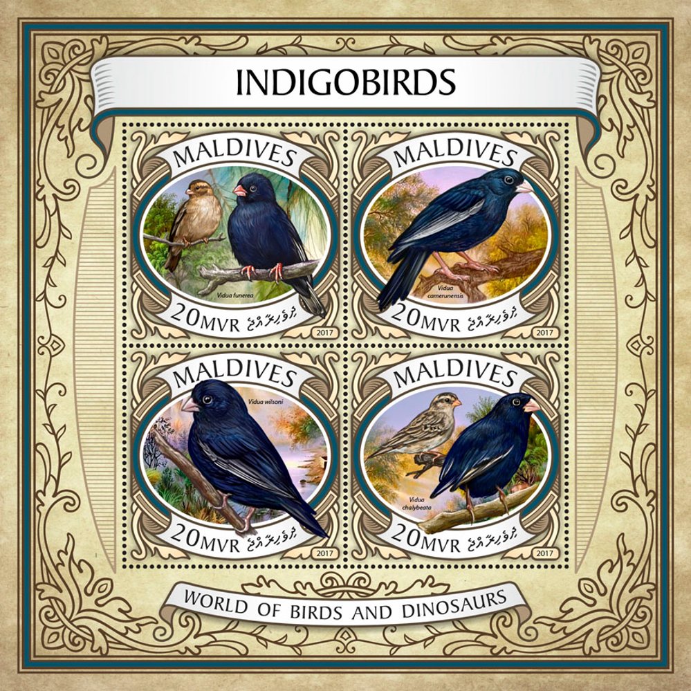 Indigo birds