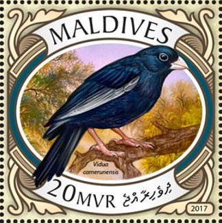 Vidua camerunensis