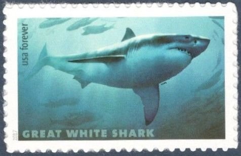 Great White Shark