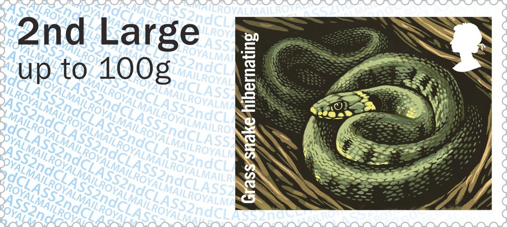 Grass Snake (Natrix natrix)
