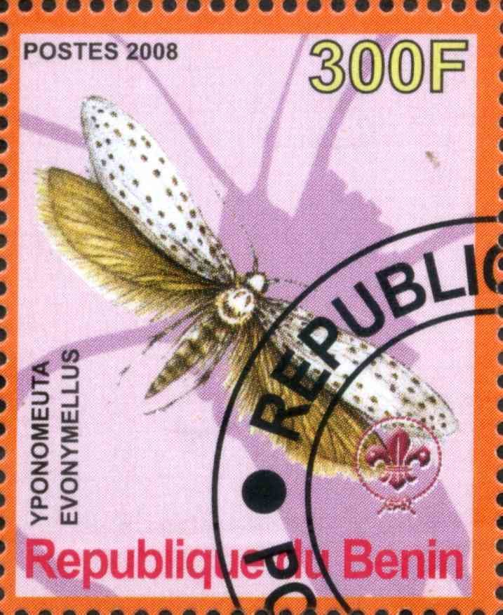 Yponomeuta Evonymellus