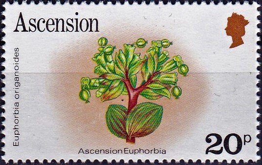 Ascension Euphorbia (Euphorbia origanoides)