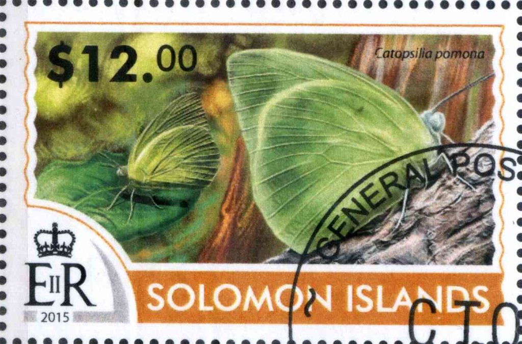 Catopsilia pomona
