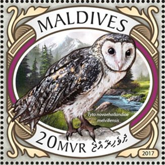 Tyto novaehollandiae melvillensis