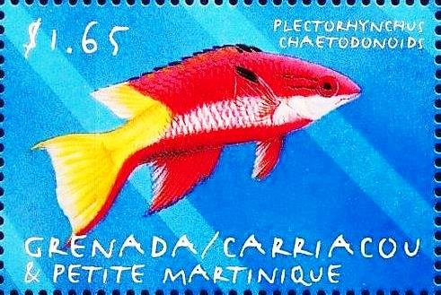 Plectohynchus chaetodonoids