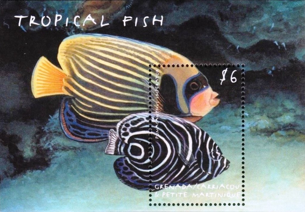 Pomacanthius imperator