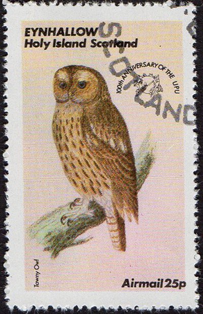 Owls - Tawny Owl