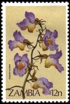 Eulophia cucallata