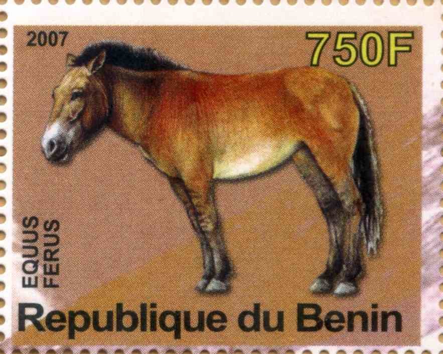 Equus Ferus