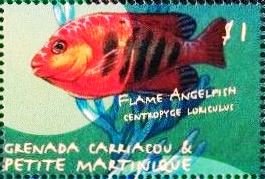 Flame angelfish