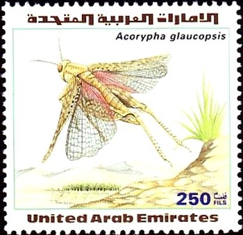 Acorypha glaucopsis