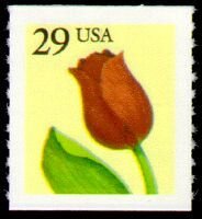 Tulip