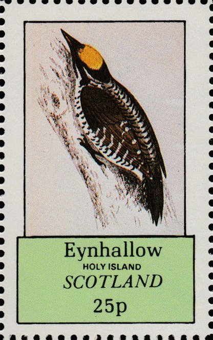 Woodpeckers