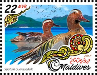 Stamp, Spatula querquedula, Maldives,  