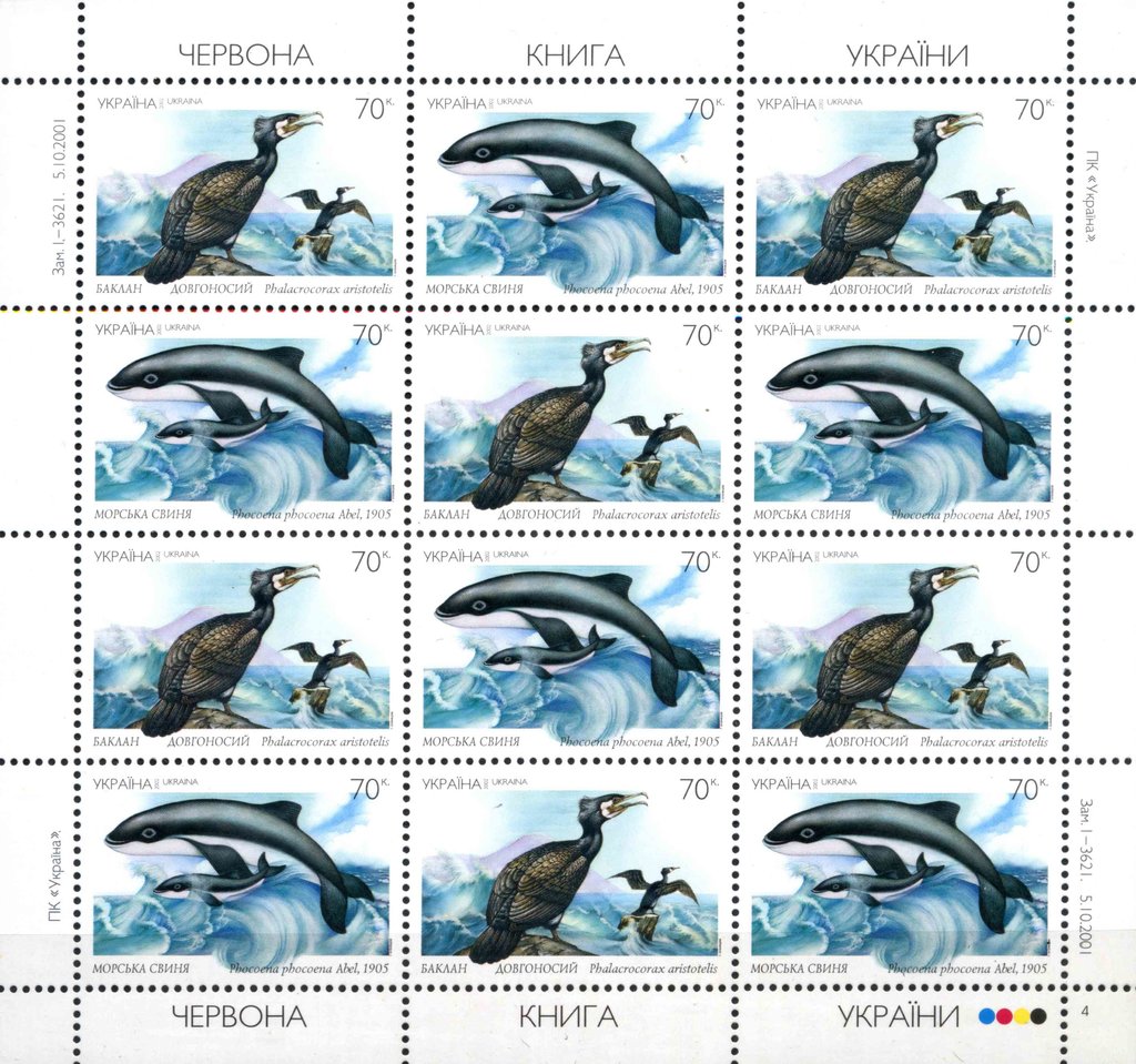 Harbour Porpoise (Phocoena phocoena), Common Shag (Phalacroc